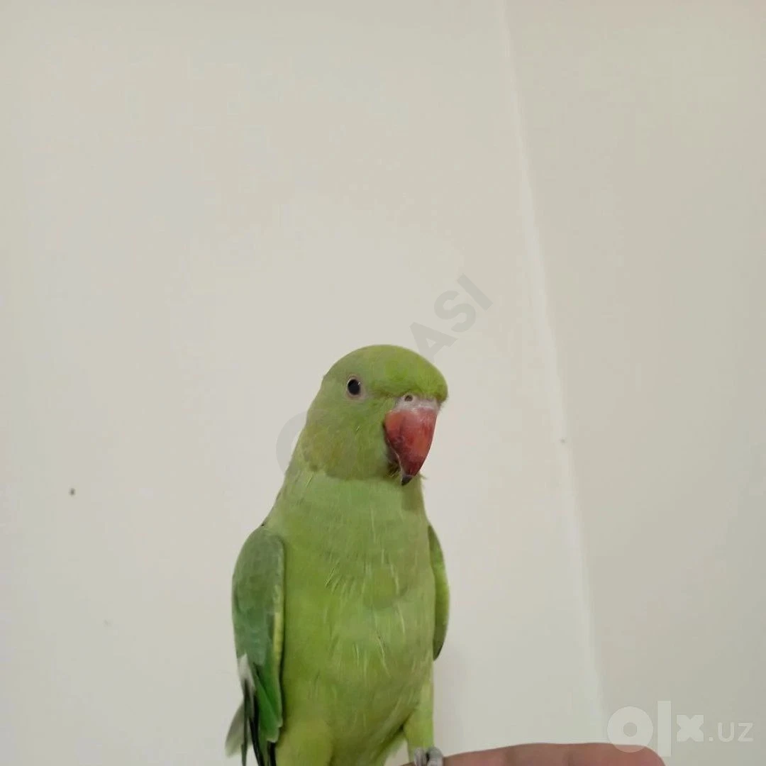 Ожереловый попугай ручной - Cover Photo