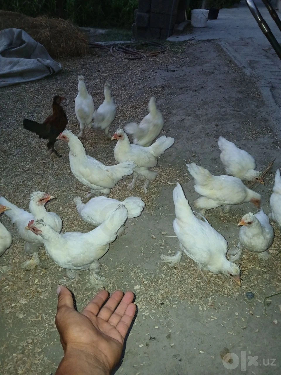 Yapon jujasi sotiladi - Cover Photo