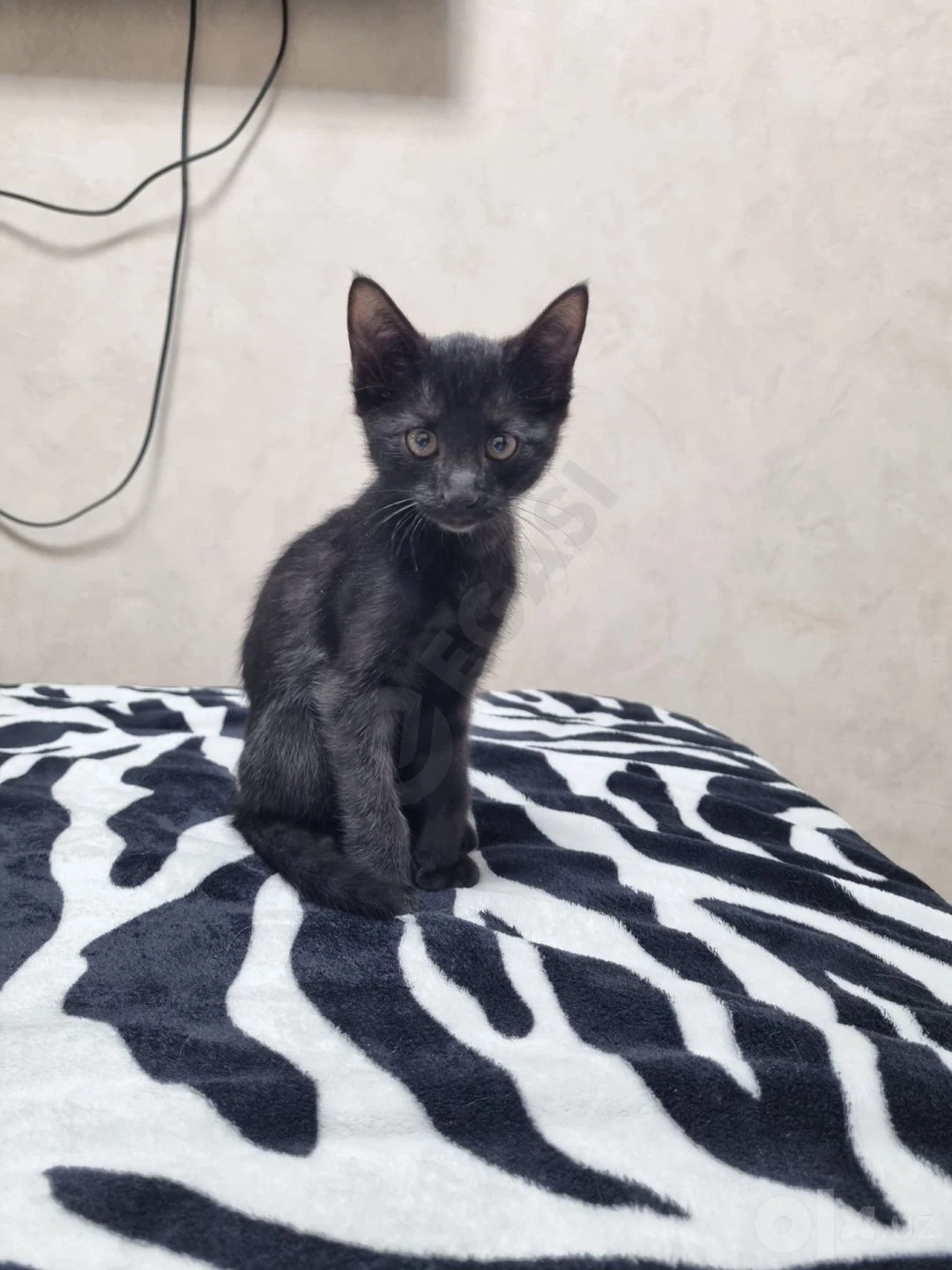 котенок, чисто черная - Cover Photo