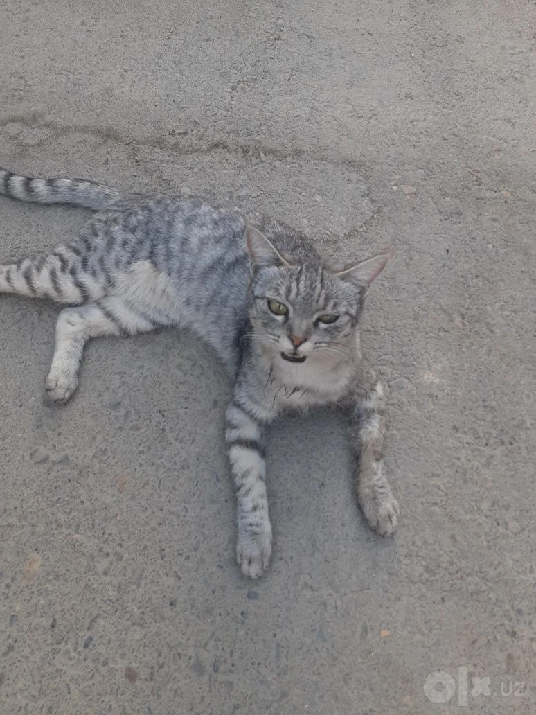 Котята в добрые руки - Cover Photo