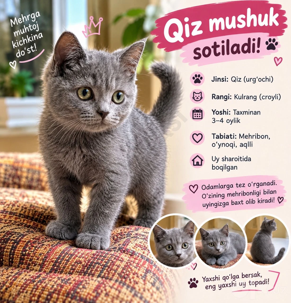 Mushuk mushuk mushuk juda croyli - Cover Photo