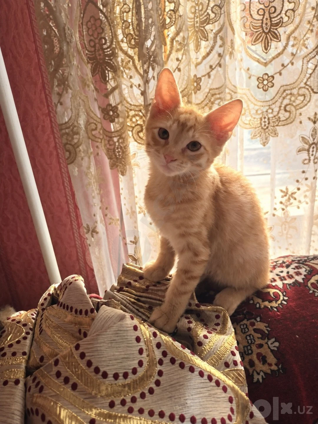 Отдам в хорошие руки - Cover Photo