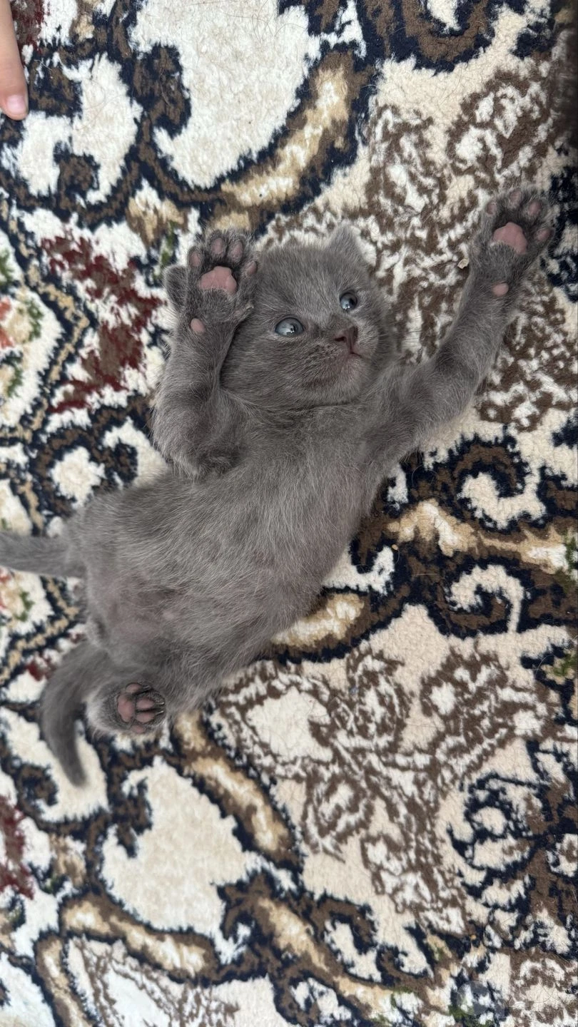 Шотланскый скоттиш фолд - Cover Photo