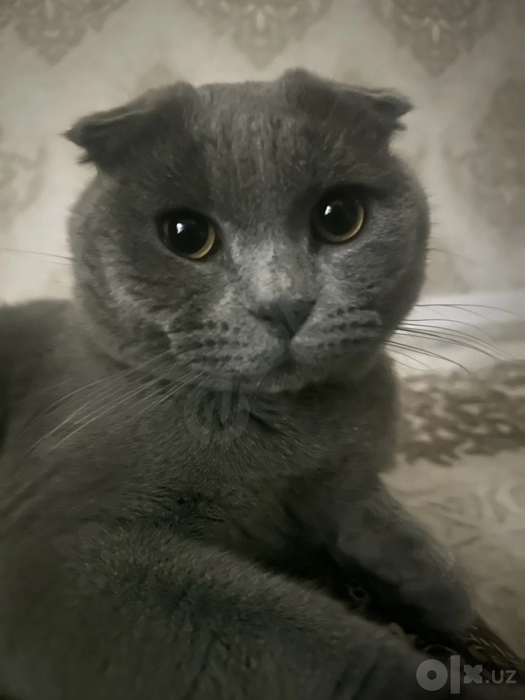 Vyazka , yaxshi qo’lga beriladi, toza scottish fold , narxi kelishamiz - Cover Photo