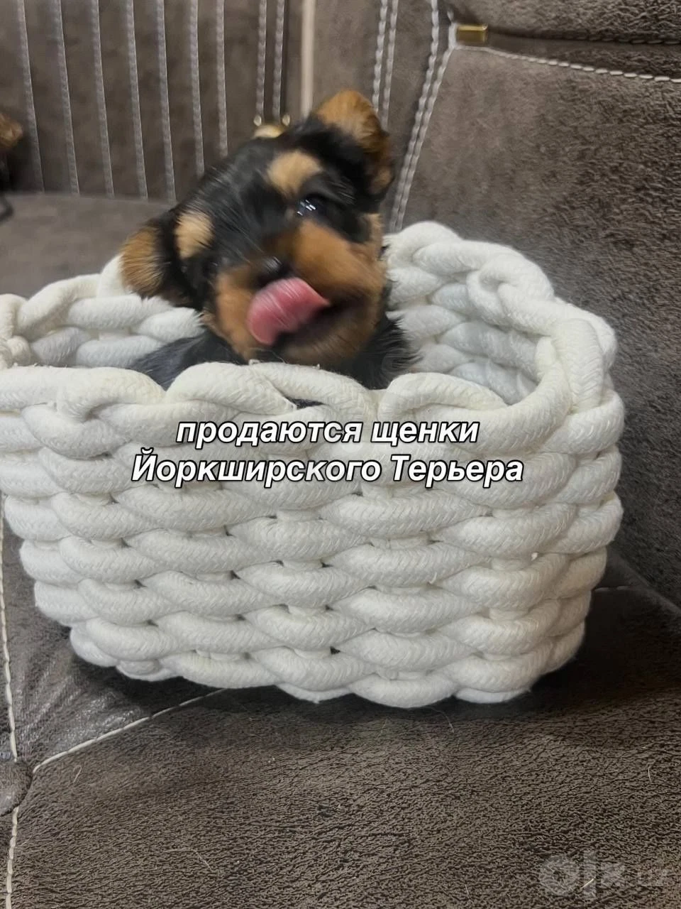 Продаются девочка йоркширского терьера - Cover Photo