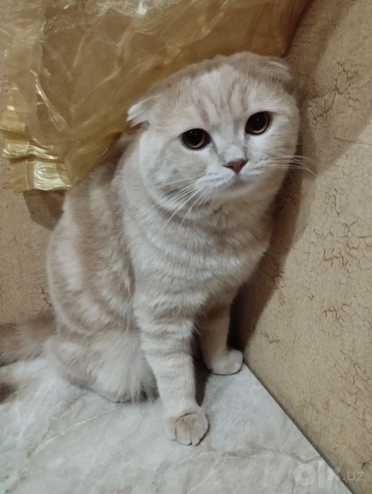Он чистый домашний - Cover Photo