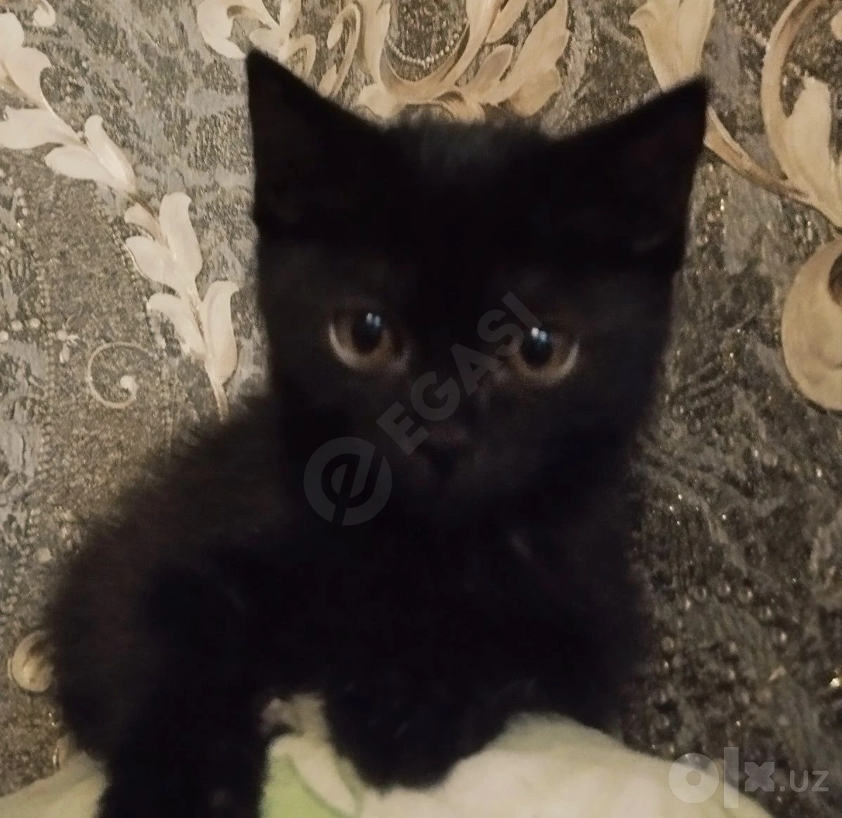 Кошечка Мия (3 мес) - Cover Photo