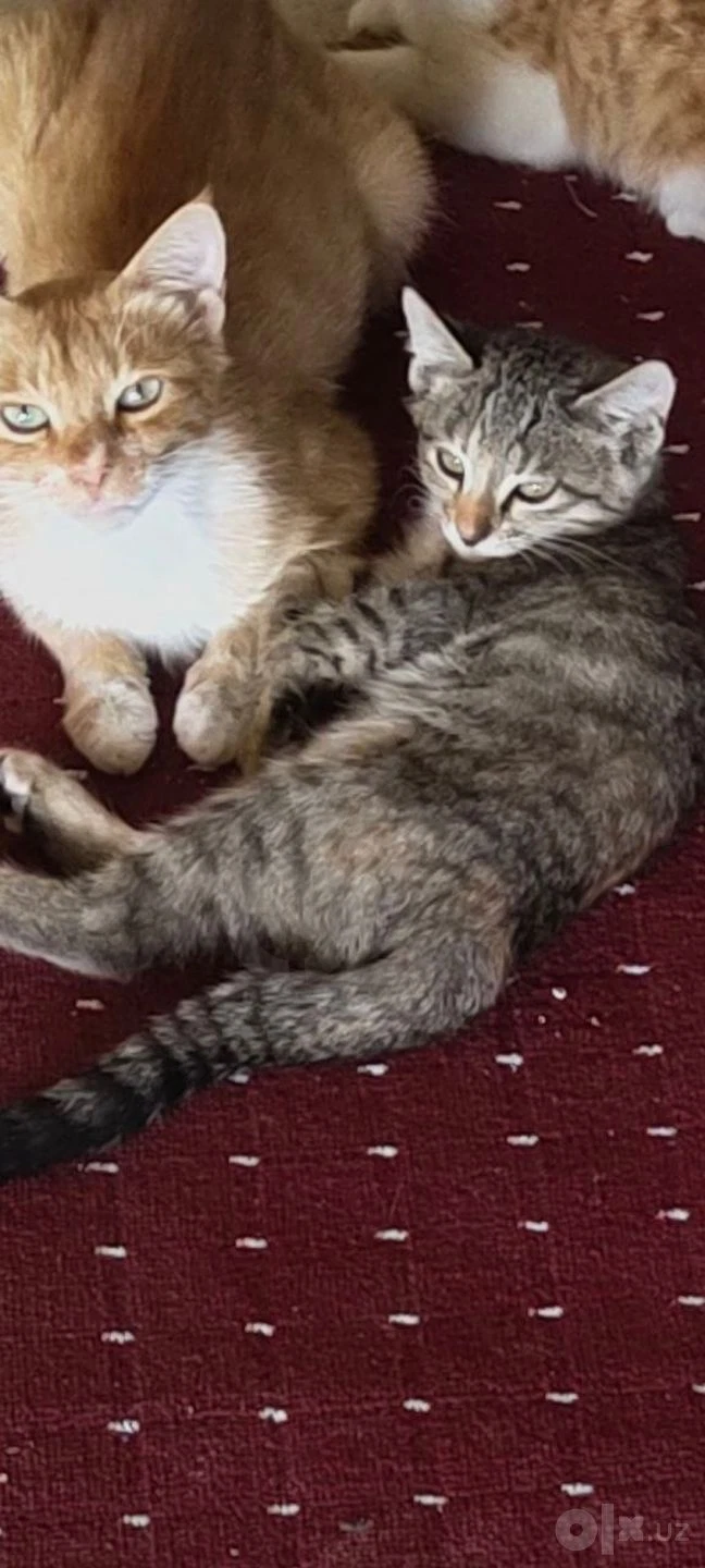 Котята 4 месяца бесплатно - Cover Photo