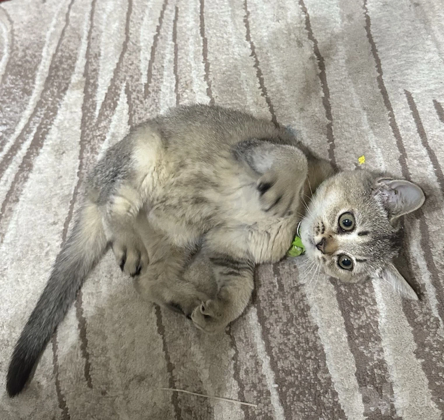 Красивый котёнок ищет добрый дом - Cover Photo