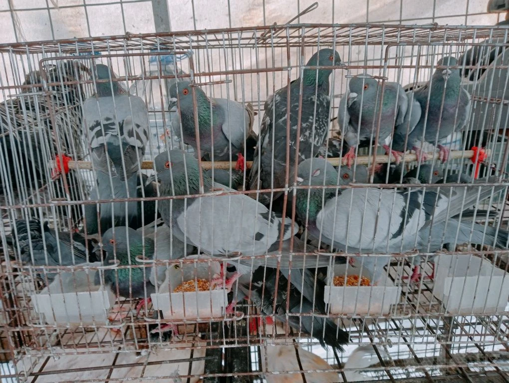 Image 1