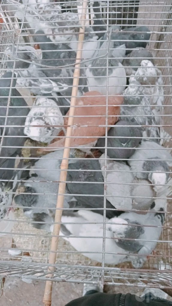 Image 4