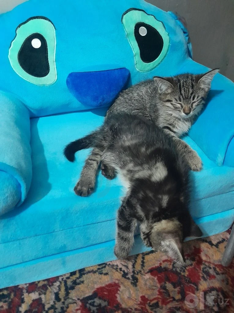Котята бесплатно в надёжные руки - Cover Photo