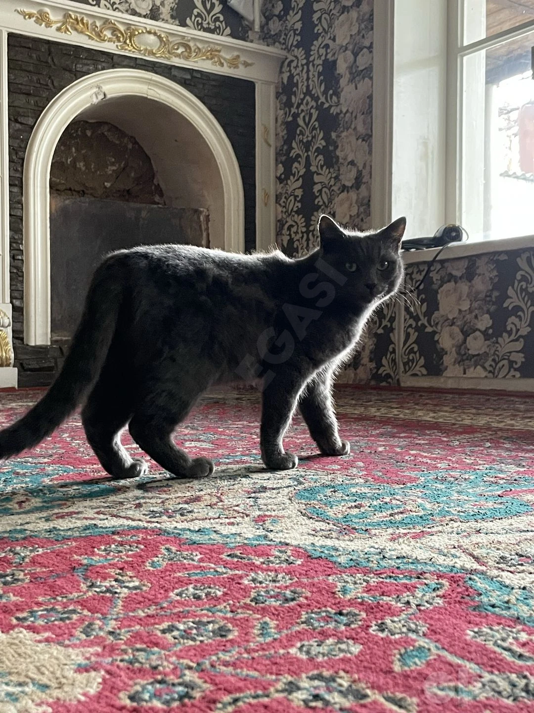 Кошка, мушук - Cover Photo