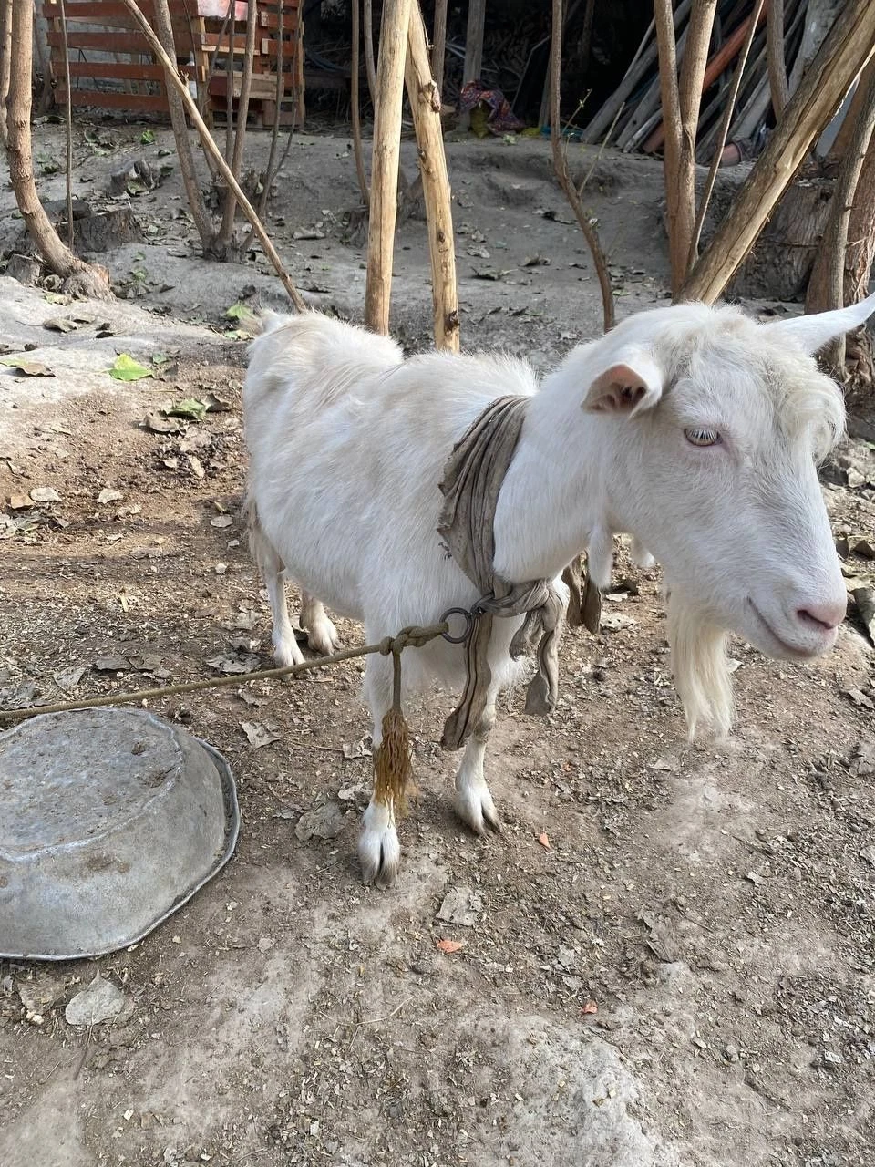 Ona bola echki, 2litr sut beradi - Cover Photo