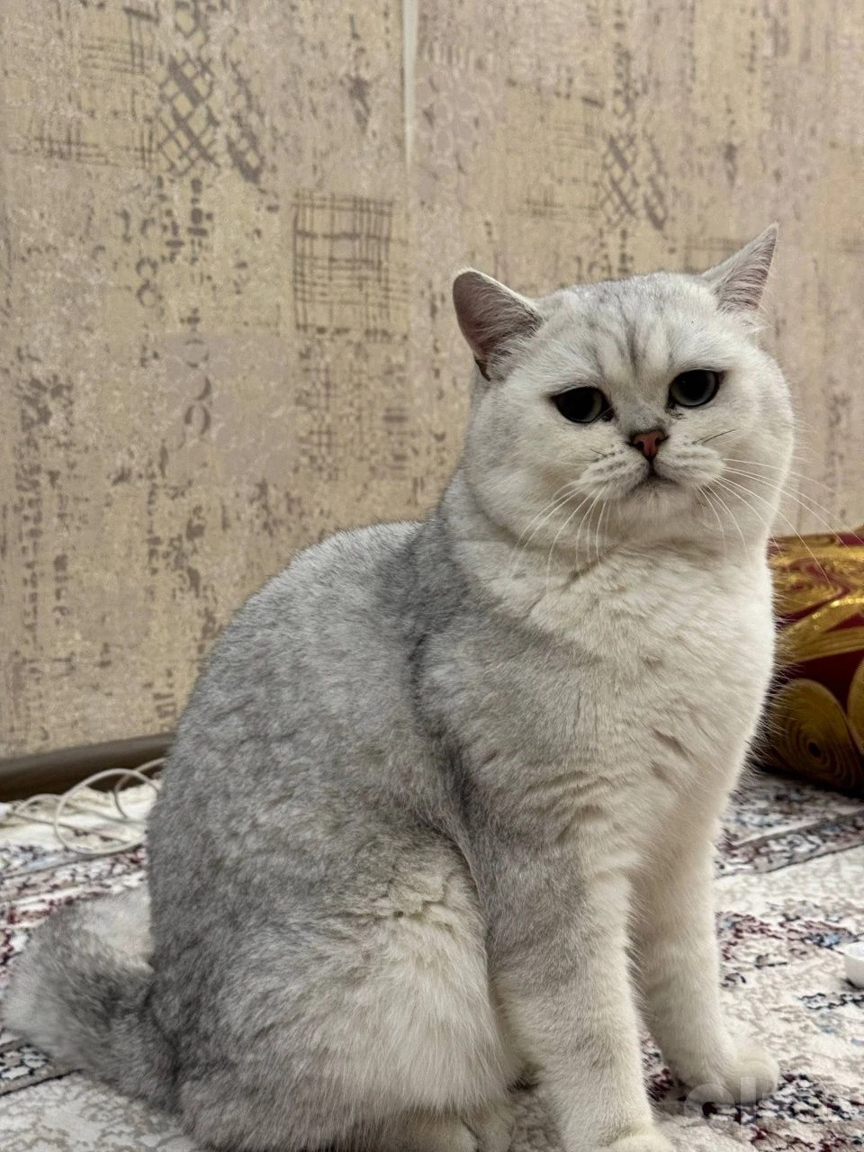 ВЯЗКА ! СЕРЕБРИСТАЯ ШИНШИЛЛА КОТ! сильный, опытный, крупный кот - Cover Photo