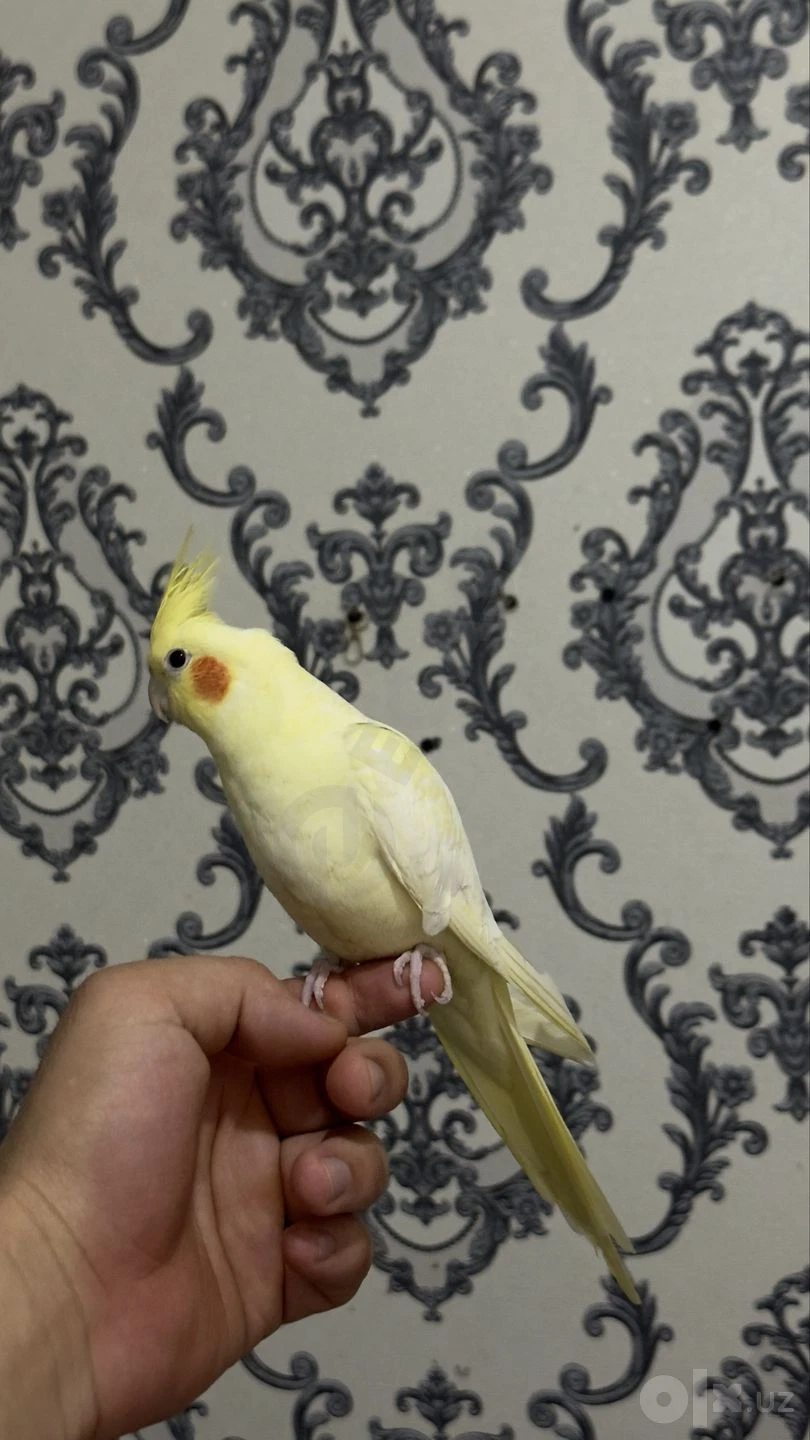 karello (ruchnoy) - Cover Photo