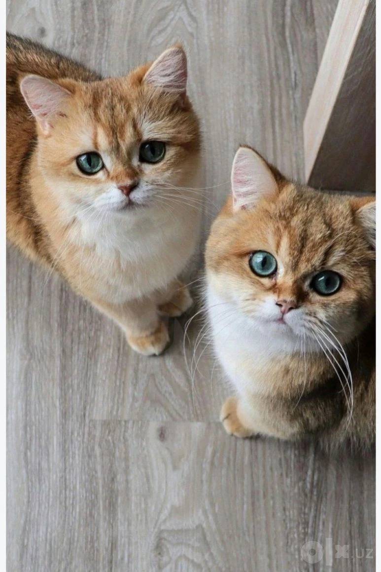 Продаётся котята кошка шиншилла 11 окрас - Cover Photo