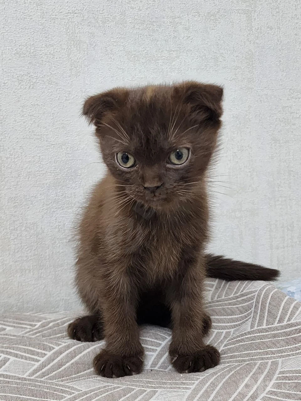 Котёнок вислоухий скоттиш фоолд - Cover Photo