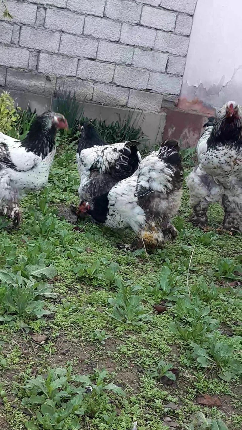 Brama tochkali qoni toza tuxumlari - Cover Photo