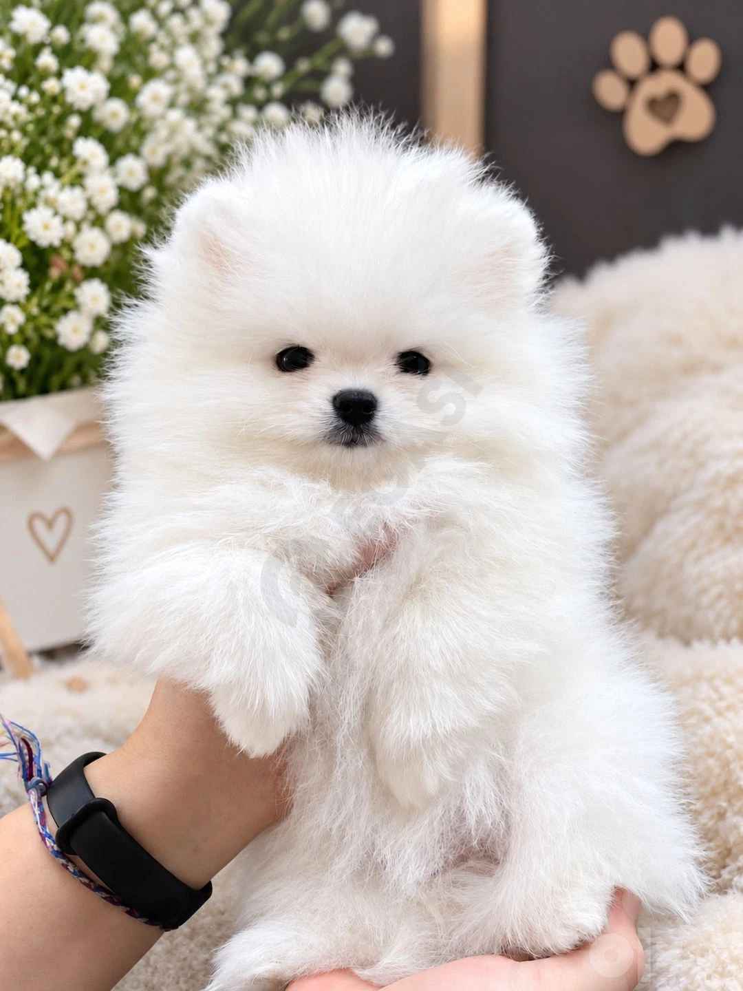 Красивые щенки шпица - Cover Photo