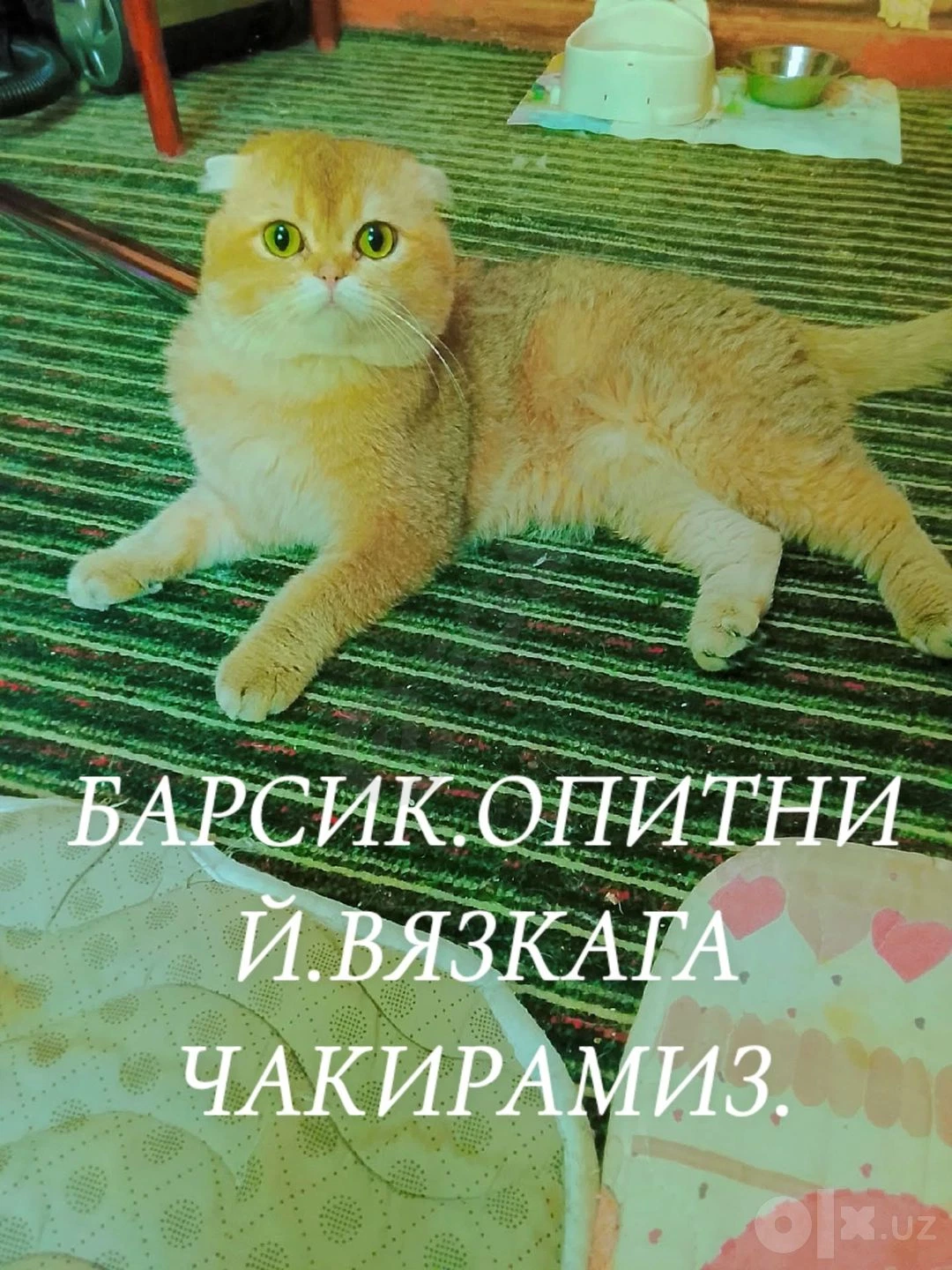 ВЯЗКАГА.киз мушуу - Cover Photo