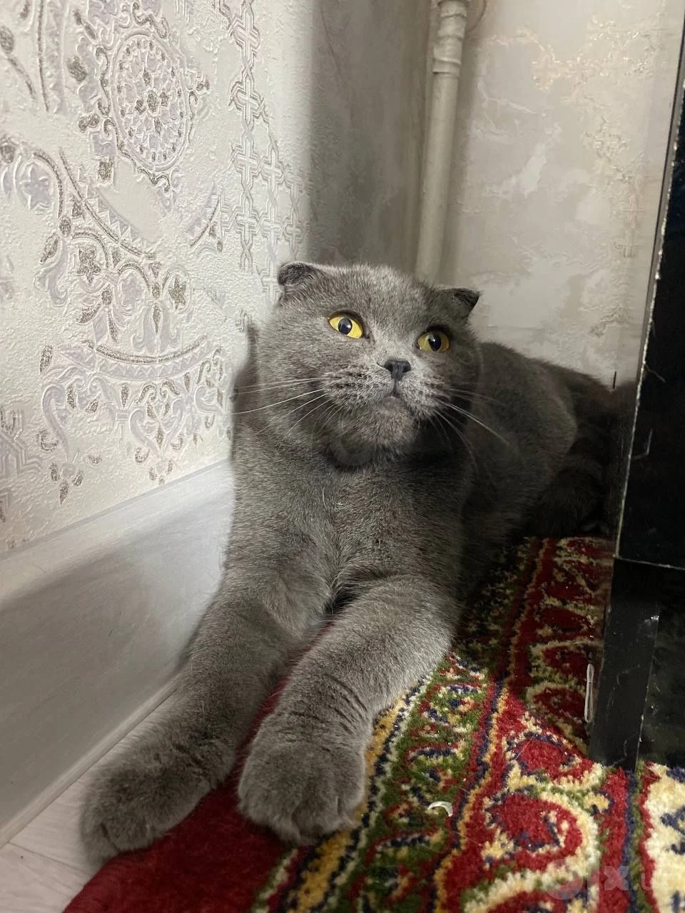 Scottish fold продаётся - Cover Photo