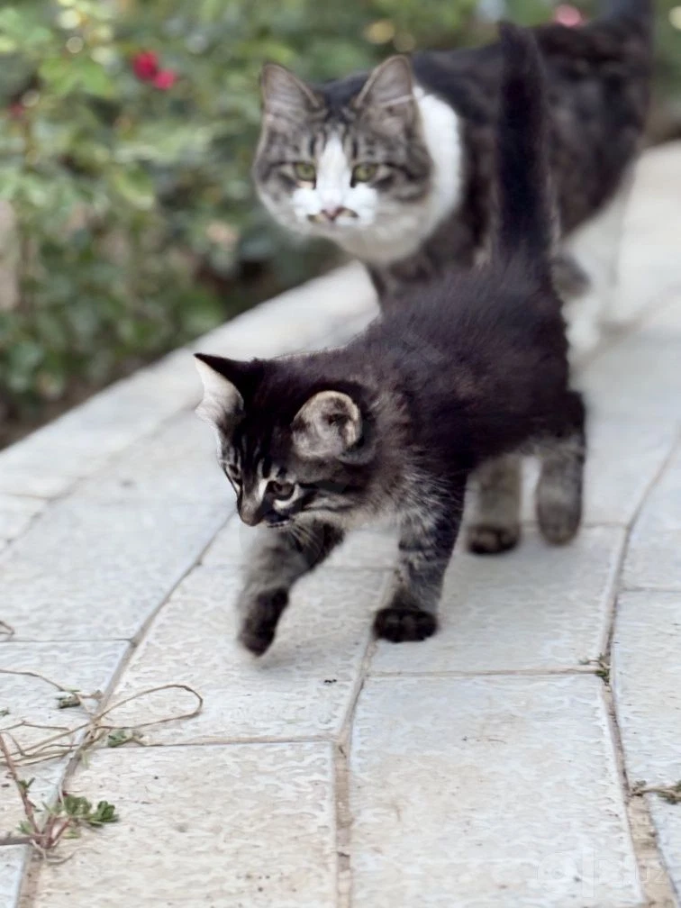 Котята в добрые руки - Cover Photo