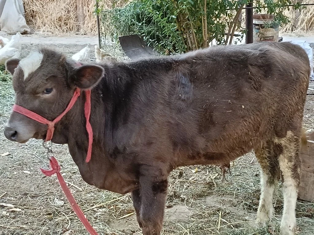 Buqacha sotiladi 5 oylik - Cover Photo