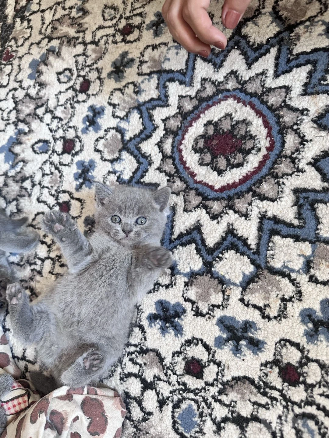 шотланскй прима ухыи - Cover Photo
