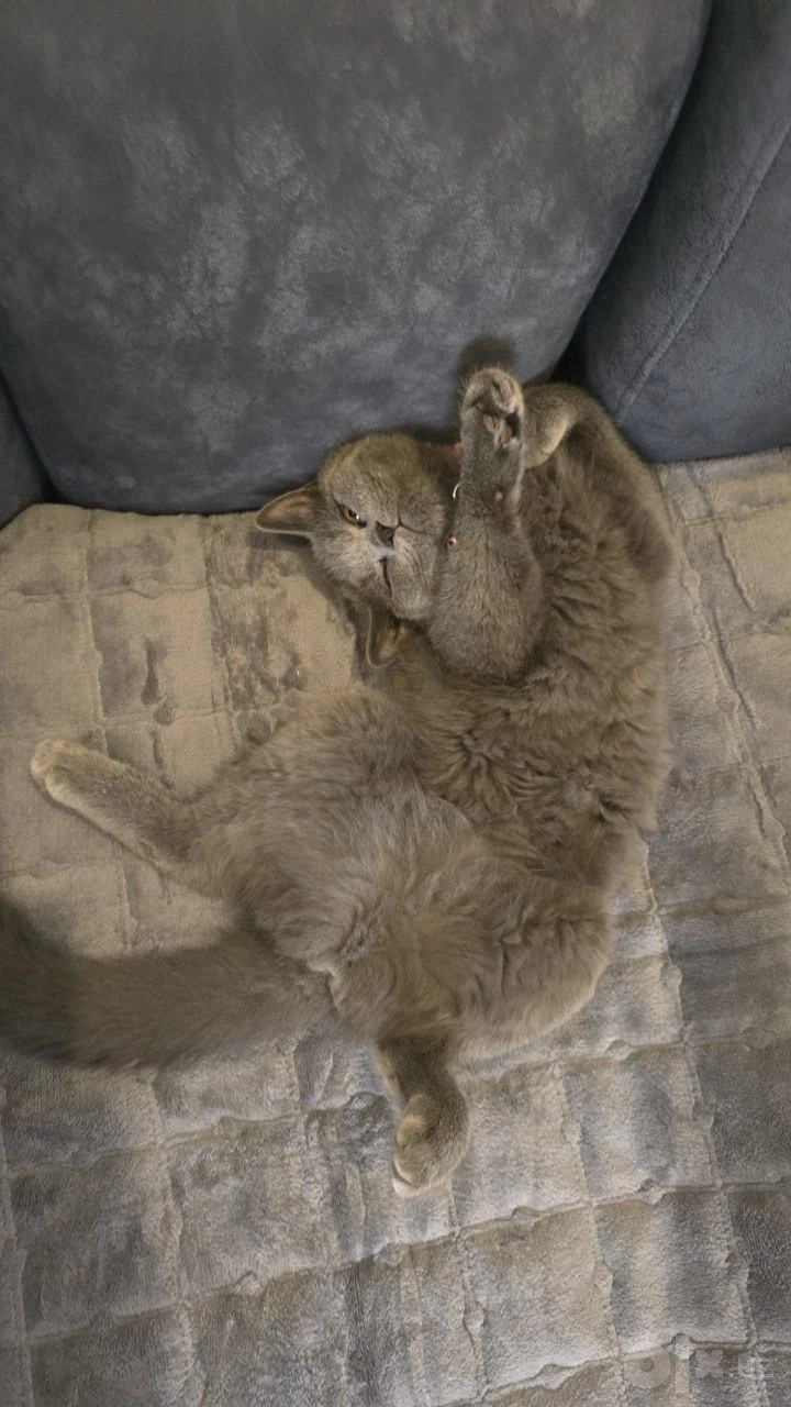 Скоттиш страйт котенок - Cover Photo