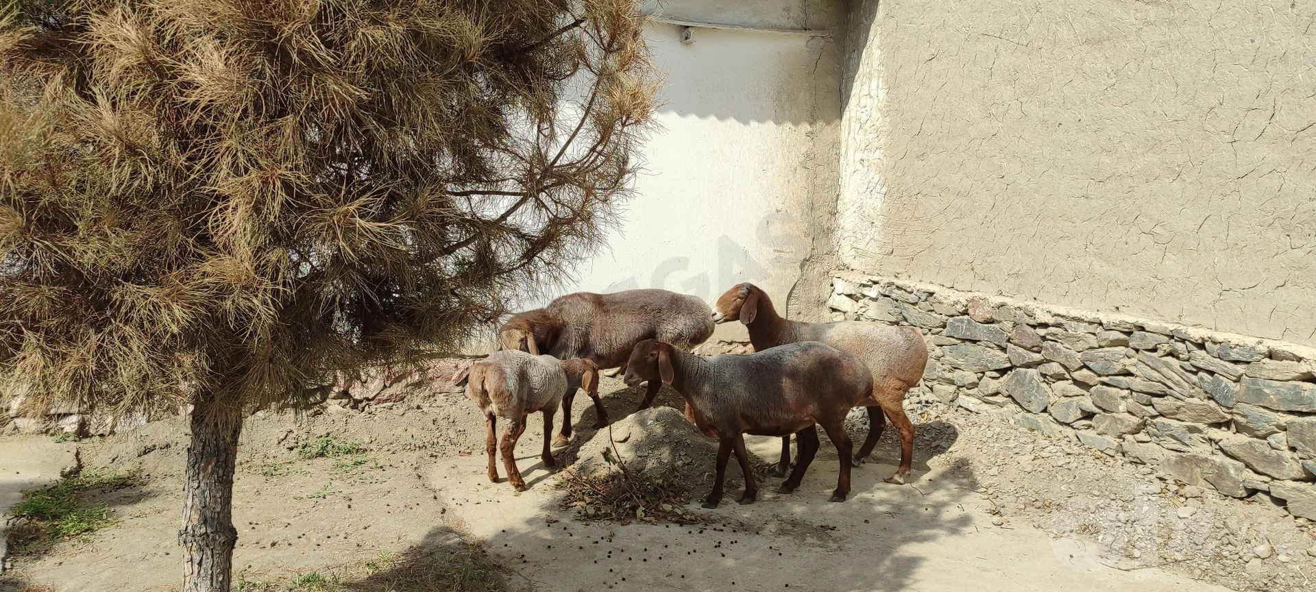 Image 4