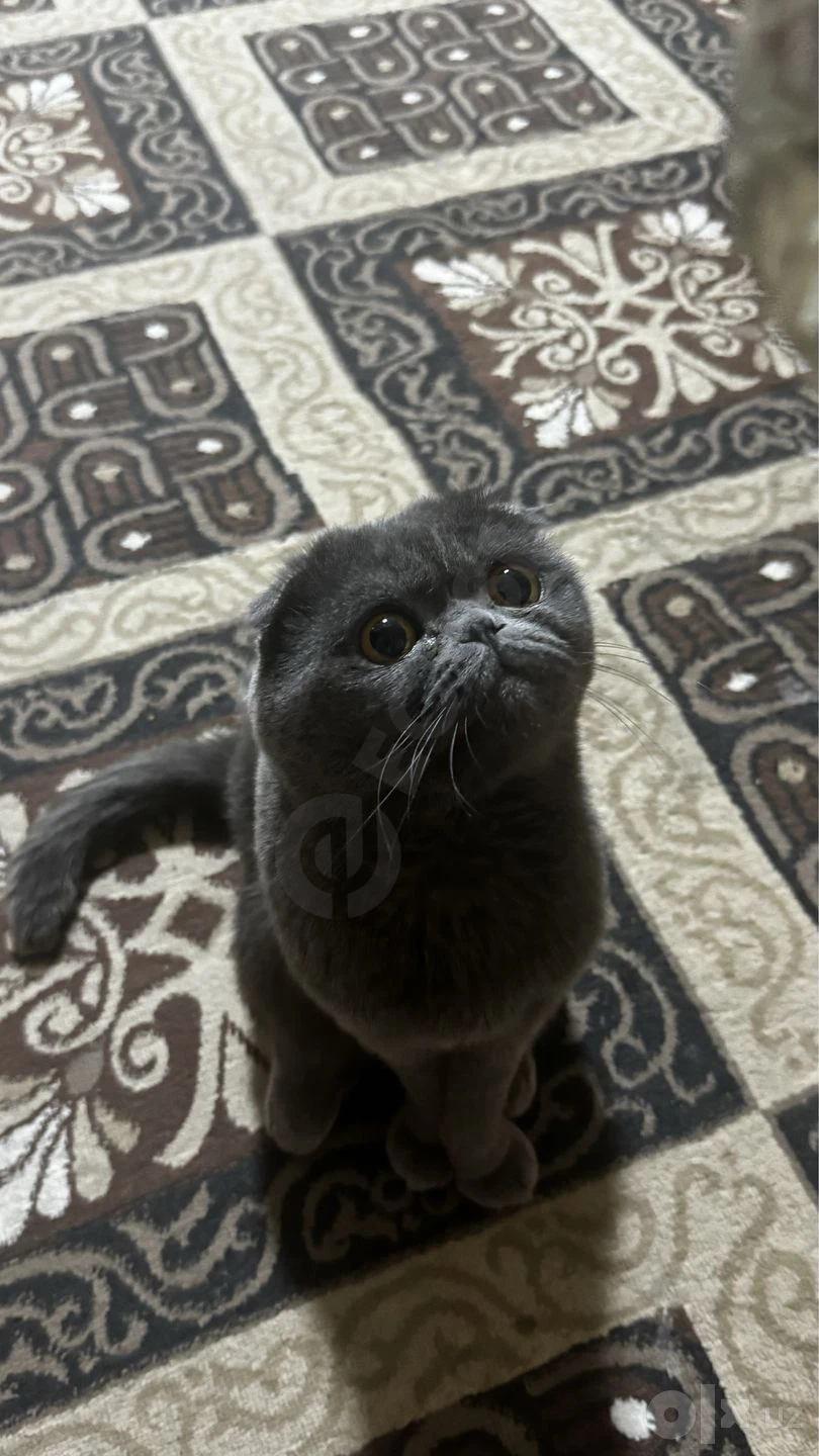 Вязка Скоттиш Фолд - Cover Photo