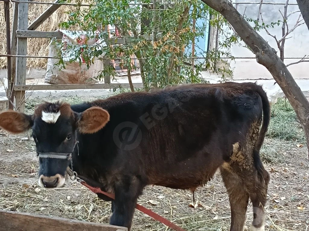 Buqacha sotiladi - Cover Photo
