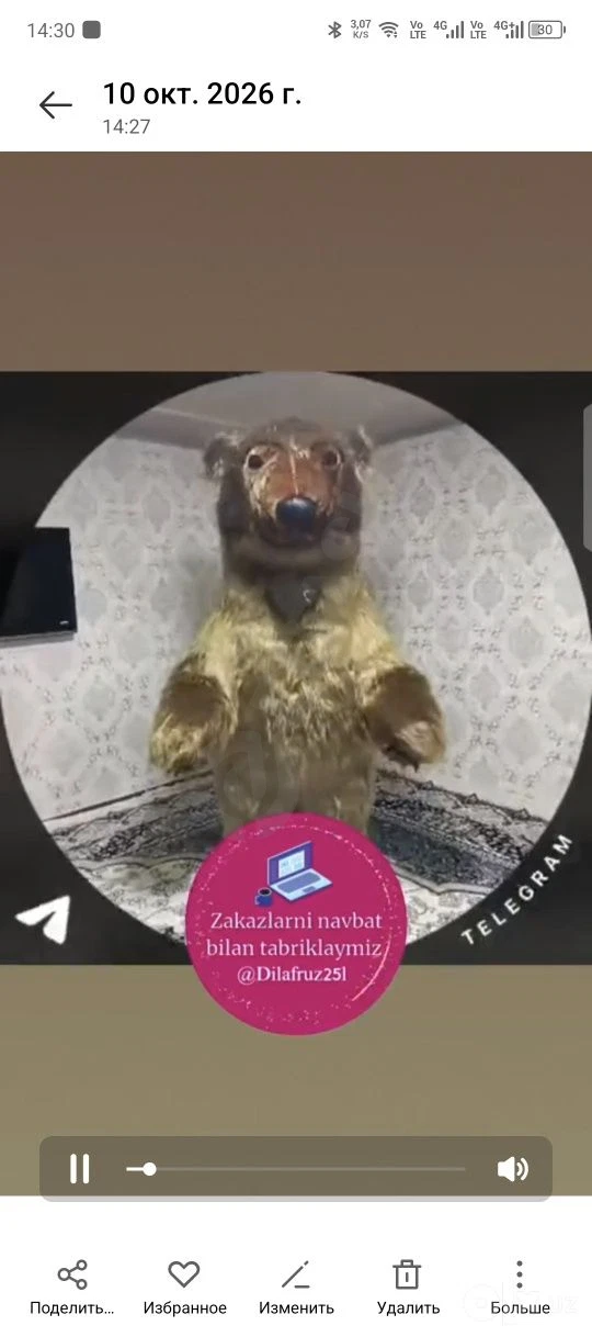 Айиклар сотилади — фото 2/4