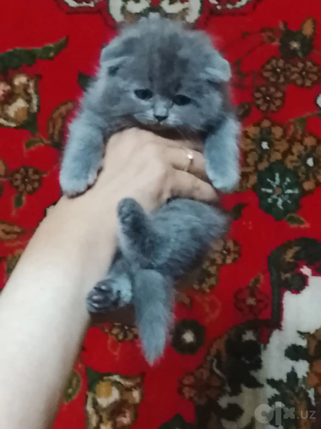 Scottish Fold mushulari — rasm 1/7