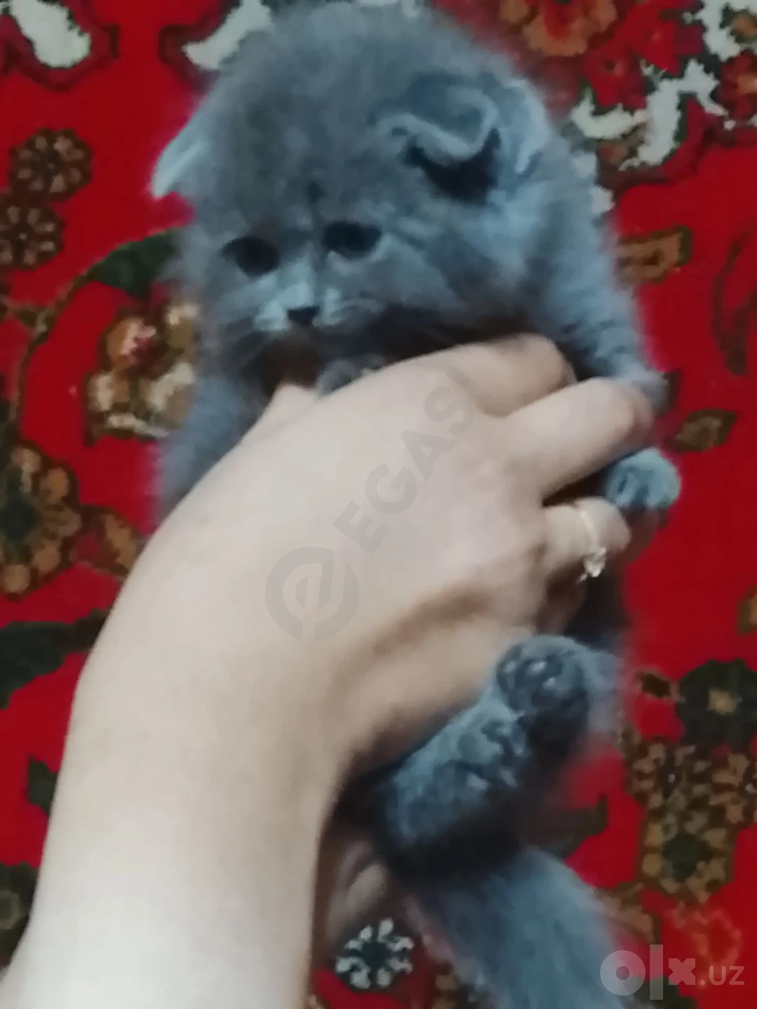 Scottish Fold mushulari — rasm 2/7