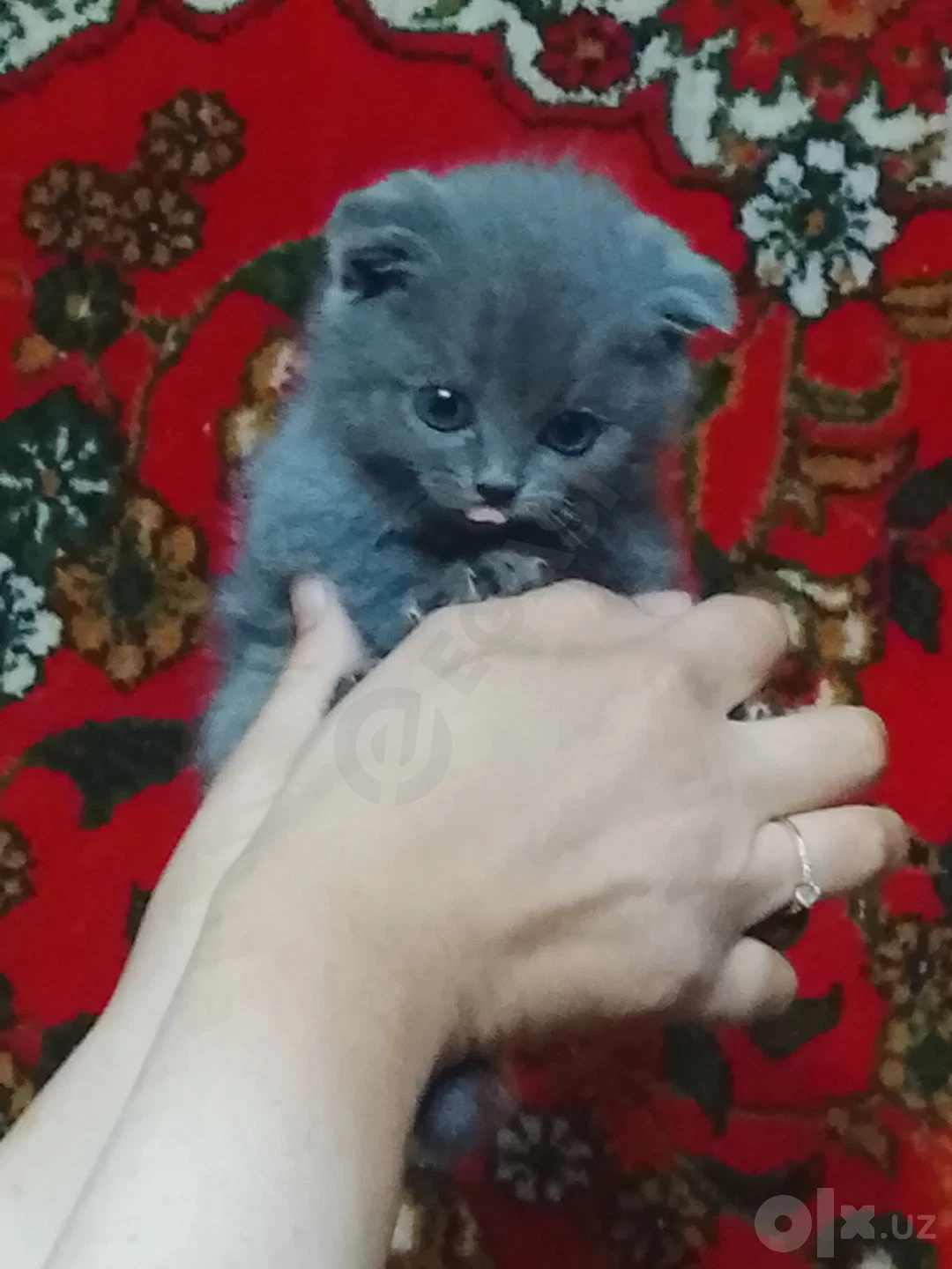 Scottish Fold mushulari — rasm 3/7
