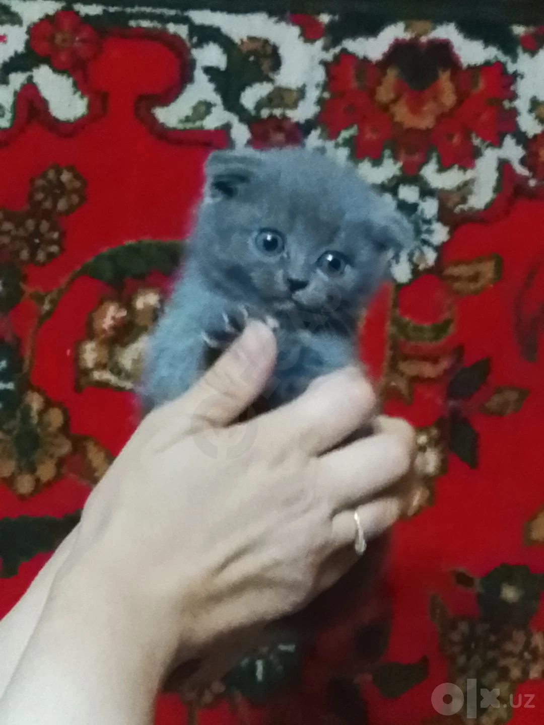 Scottish Fold mushulari — rasm 4/7
