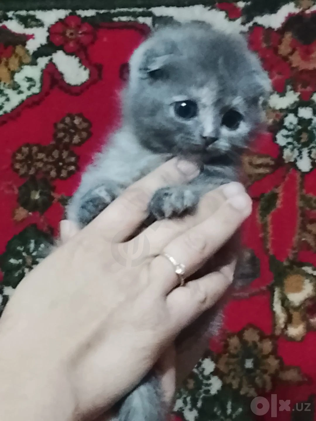 Scottish Fold mushulari — rasm 5/7