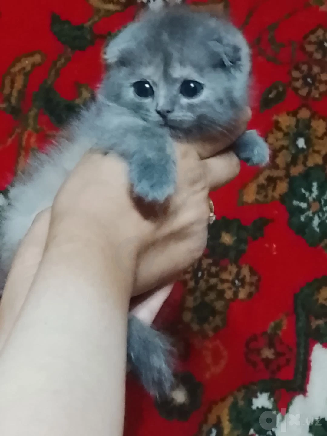 Scottish Fold mushulari — rasm 6/7