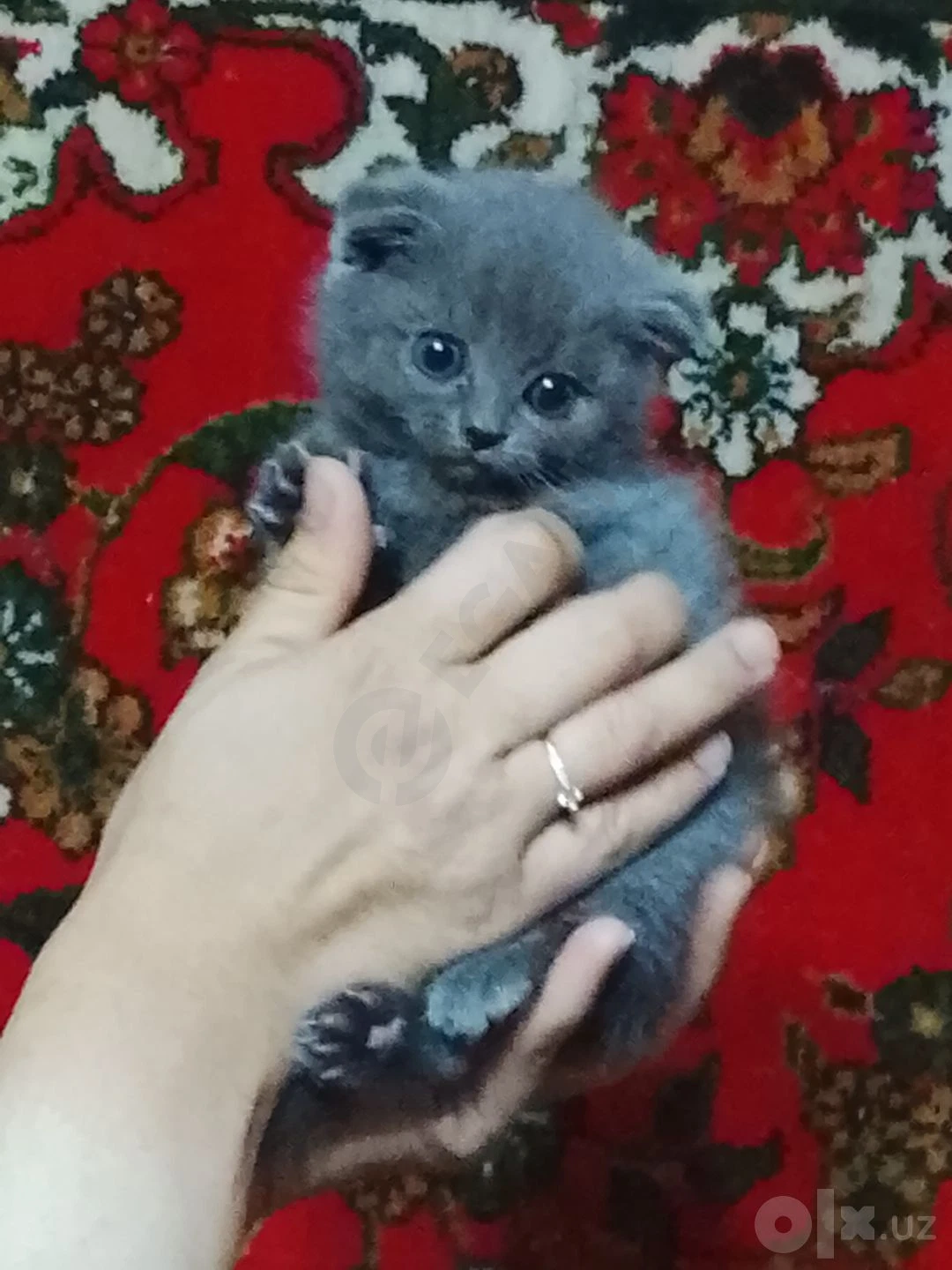 Scottish Fold mushulari — rasm 7/7