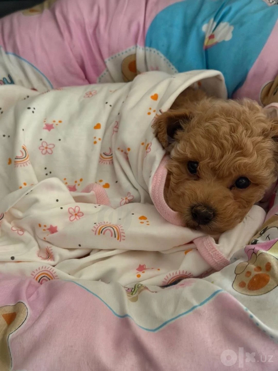 Maltipoo itlari 2 oylik — rasm 1/4