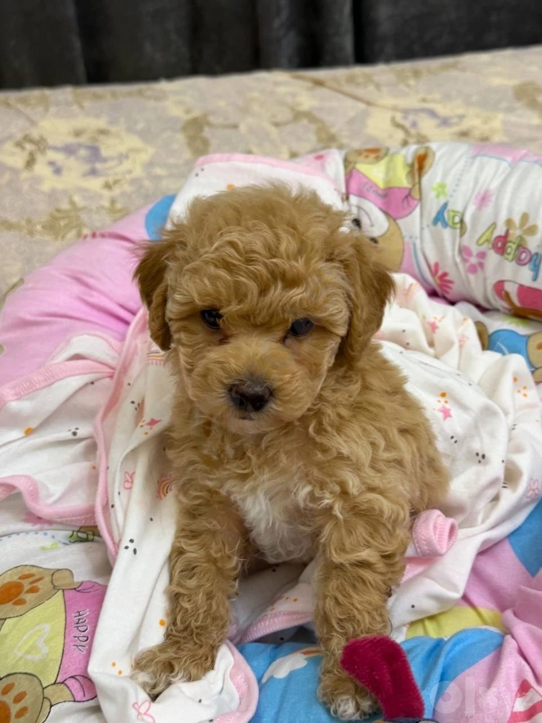 Maltipoo itlari 2 oylik — rasm 2/4