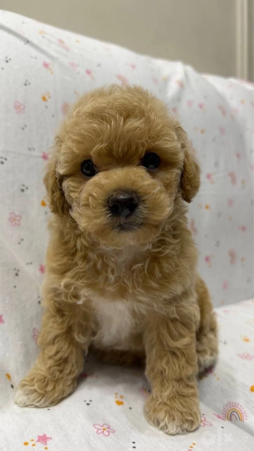 Maltipoo itlari 2 oylik — rasm 4/4