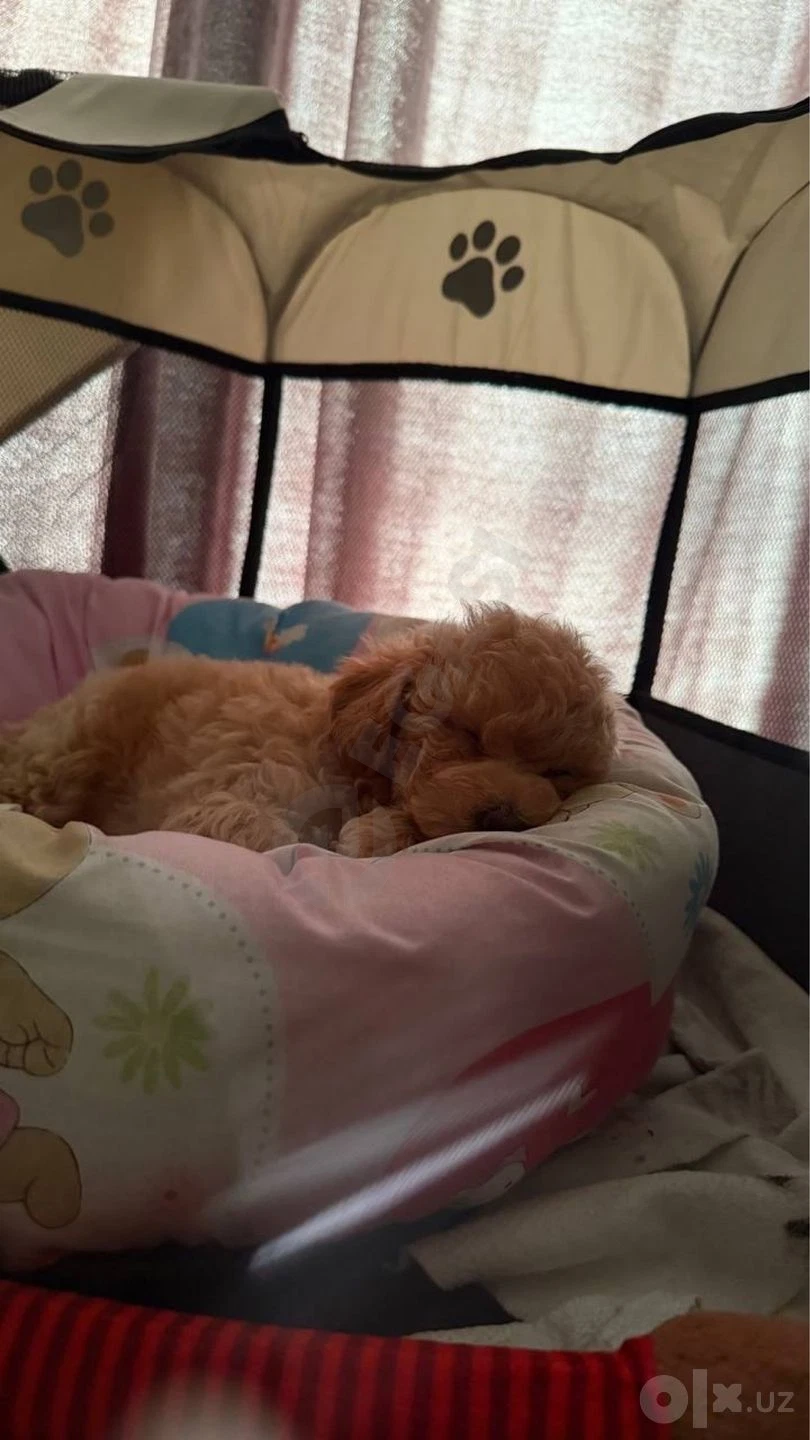 Maltipoo itlari 2 oylik — rasm 3/4