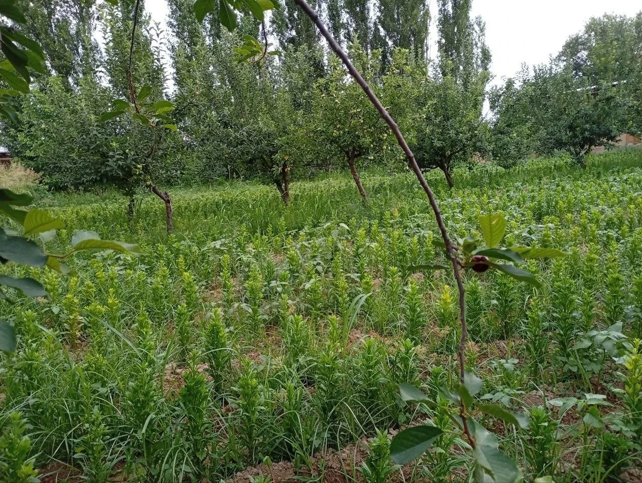 Image 5
