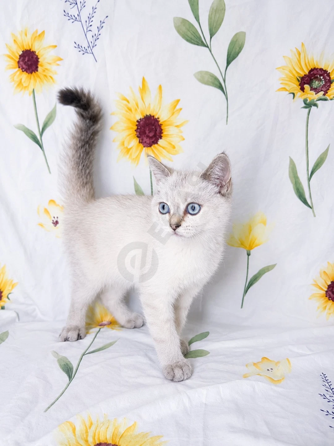 Шиншилла - Cover Photo