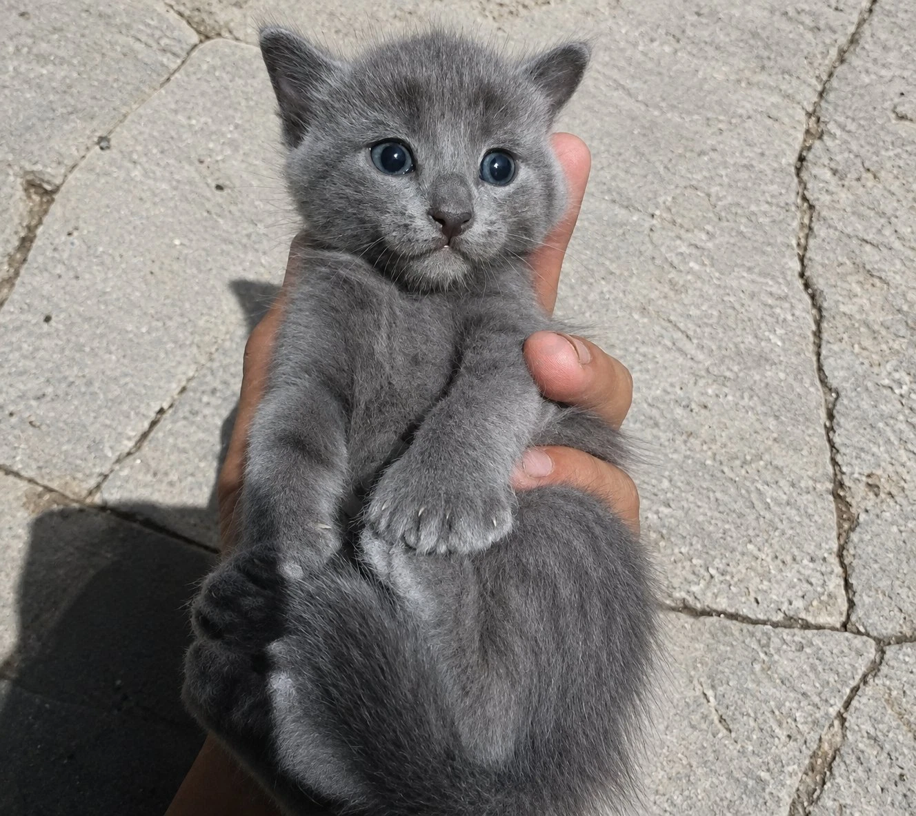 Russian Blue mushigi - Cover Photo