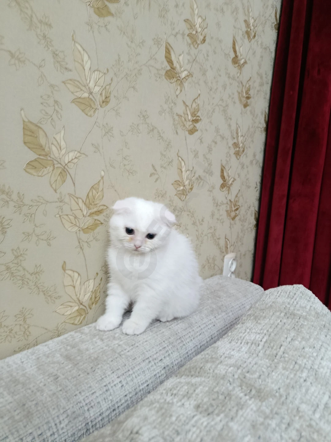 oq Scottish Fold mushugi - Cover Photo