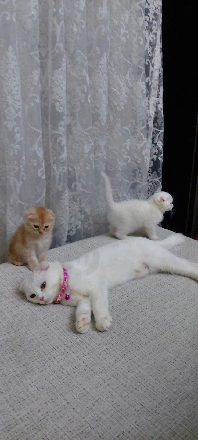 3ta Scottish Fold mushugi - Cover Photo